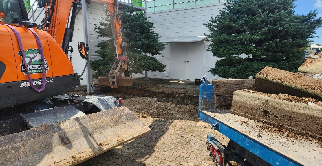 섬잣나무 굴취1